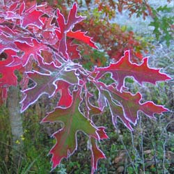 Chêne des marais / Quercus palustris